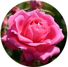 Rose-3.jpg